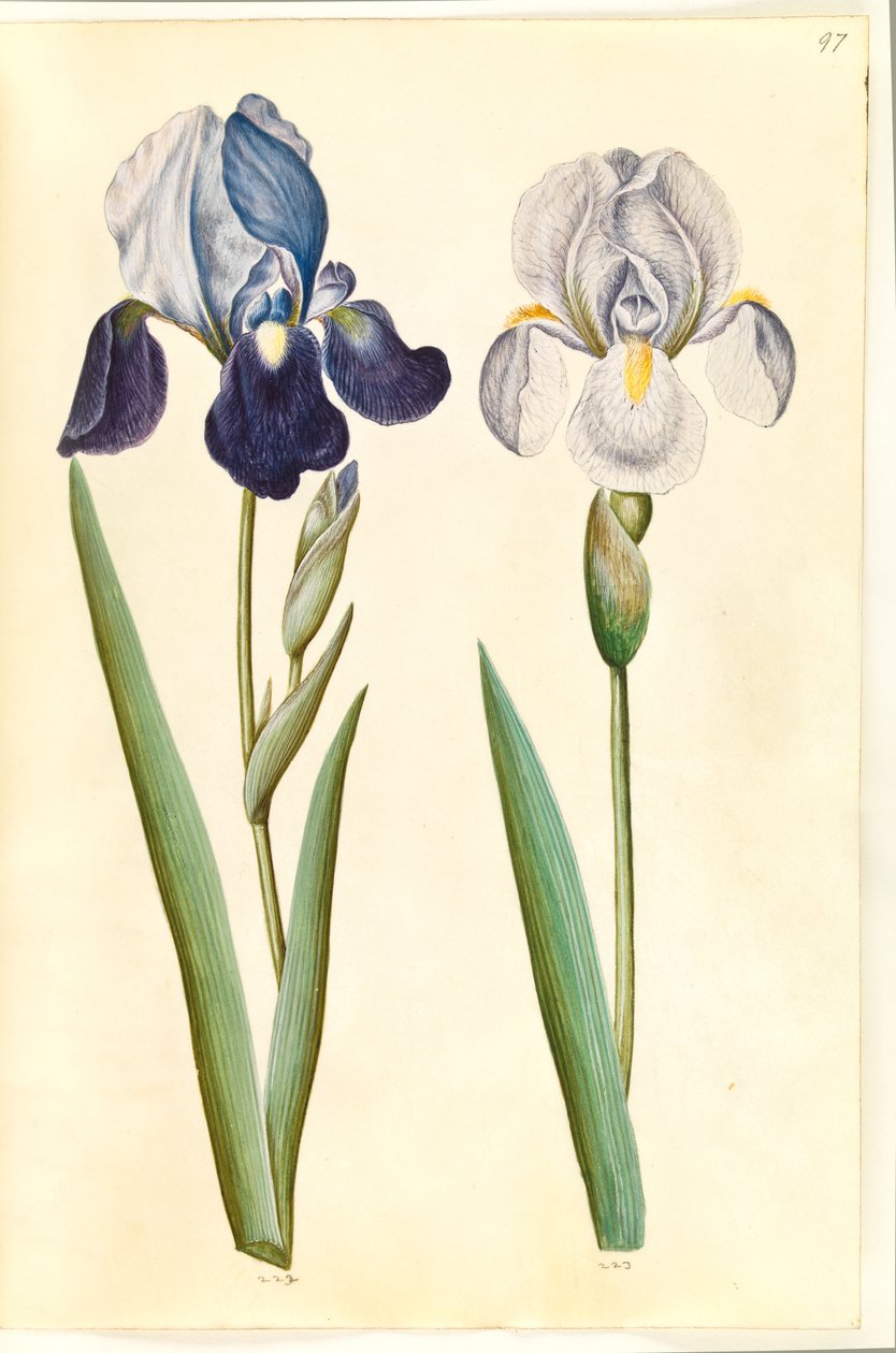 Iris ×germanica o Iris ×sambucina (?) (iris de jardín o iris de saúco); Iris ×germanica (iris de jardín) de Hans Simon Holtzbecker