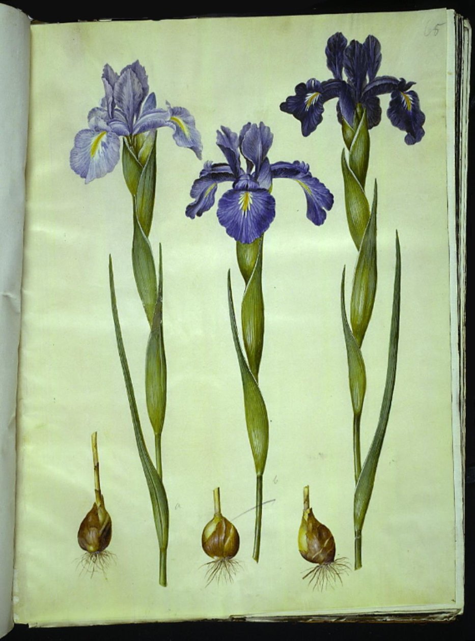 Iris latifolia (iris inglés) de Hans Simon Holtzbecker