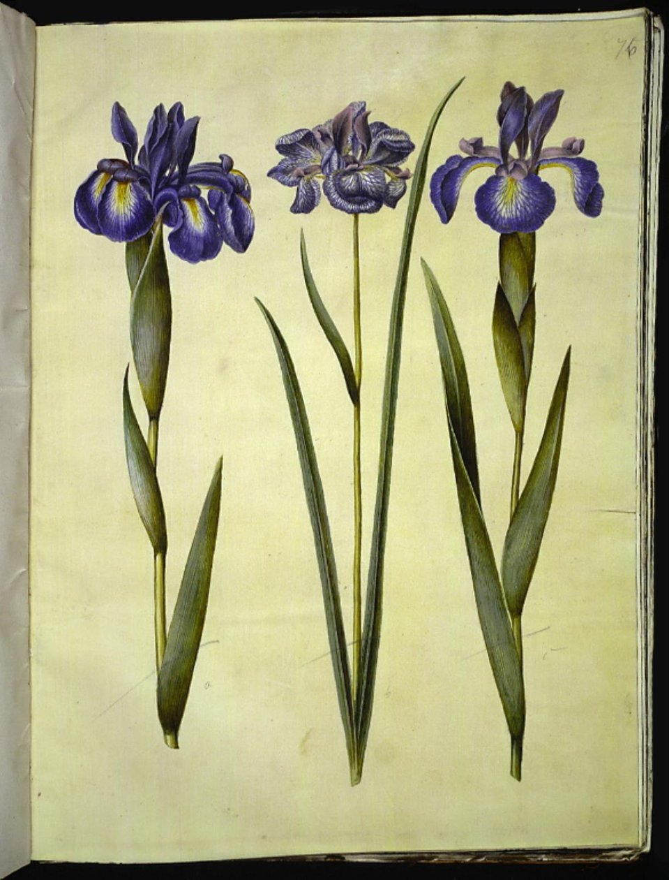 Iris latifolia; Iris sibirica de Hans Simon Holtzbecker