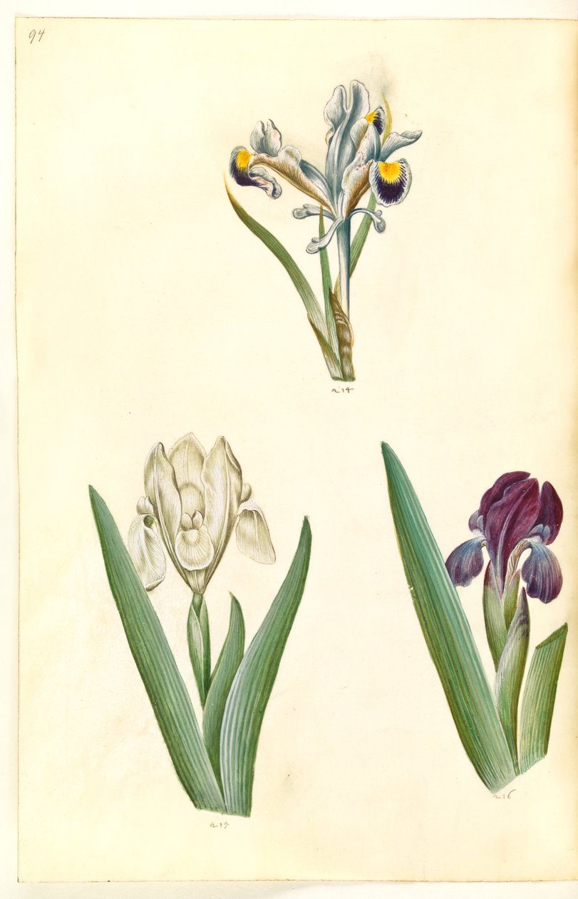 Iris persica (iris persa); Iris lutescens o Iris pumila (?) (iris enano o iris bajo) de Hans Simon Holtzbecker