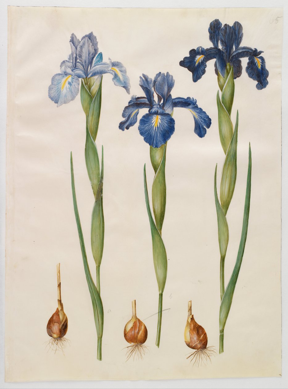 Iris xifioides de Hans Simon Holtzbecker