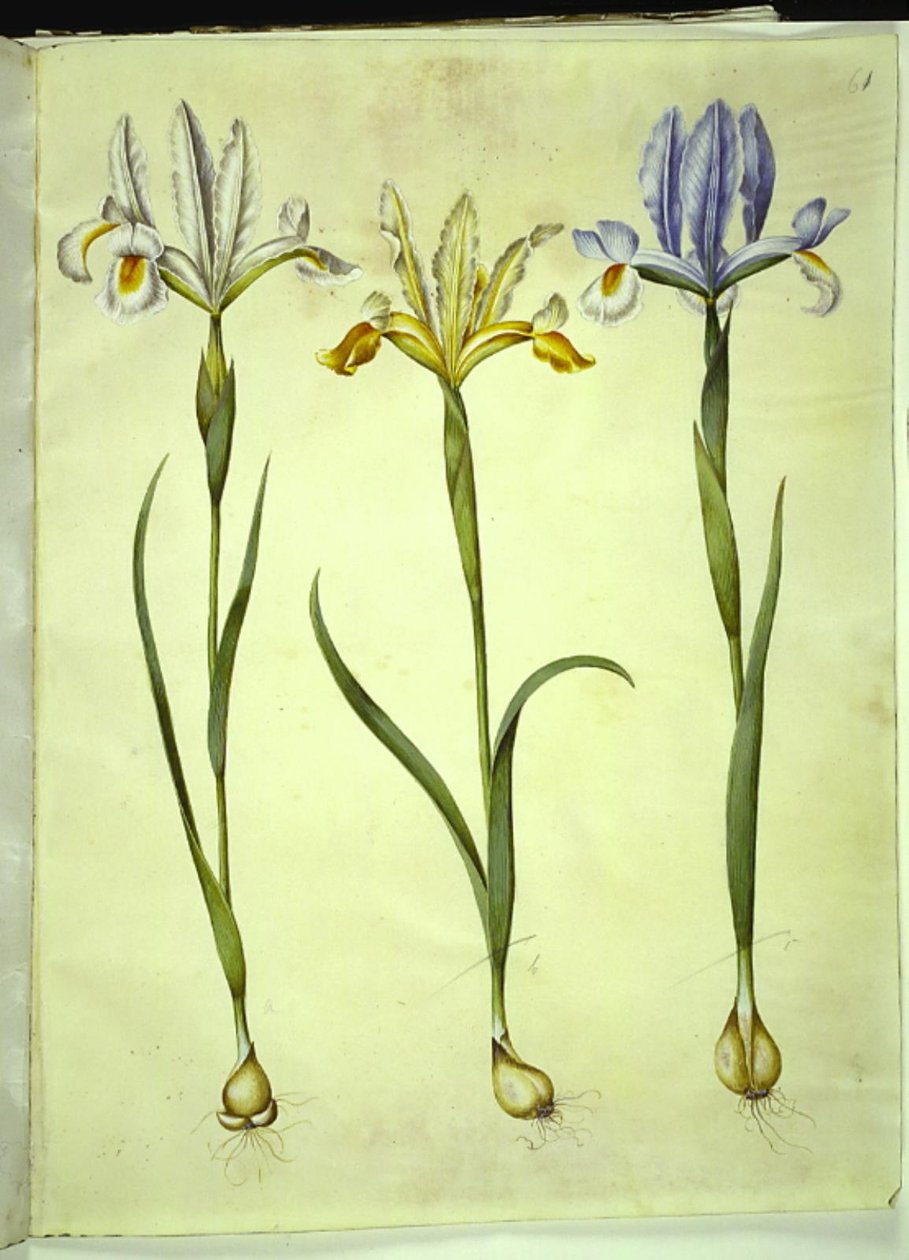 Iris xiphium (iris español) o Iris latifolia (iris inglés); Iris xiphium (iris español) de Hans Simon Holtzbecker