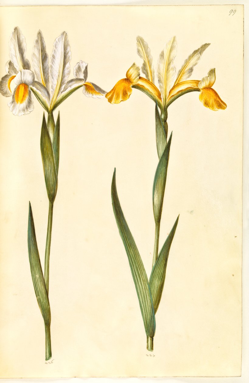 Iris xiphium, posiblemente Iris latifolia (iris español o iris inglés) de Hans Simon Holtzbecker