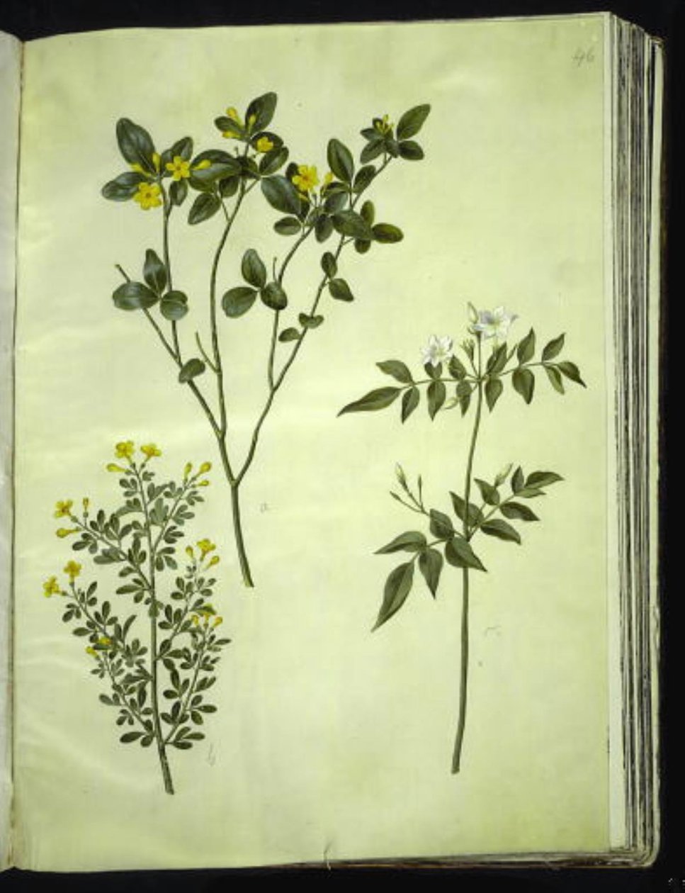 Jasminum odoratissimum (jazmín de interior); Jasminum fruticans (jazmín arbustivo); Jasminum grandiflorum (jazmín fragante) de Hans Simon Holtzbecker