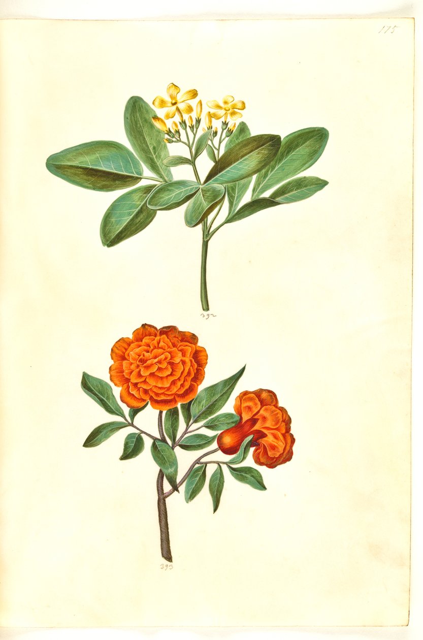 Jasminum odoratissimum (jazmín de interior); Punica granatum (granada) de Hans Simon Holtzbecker