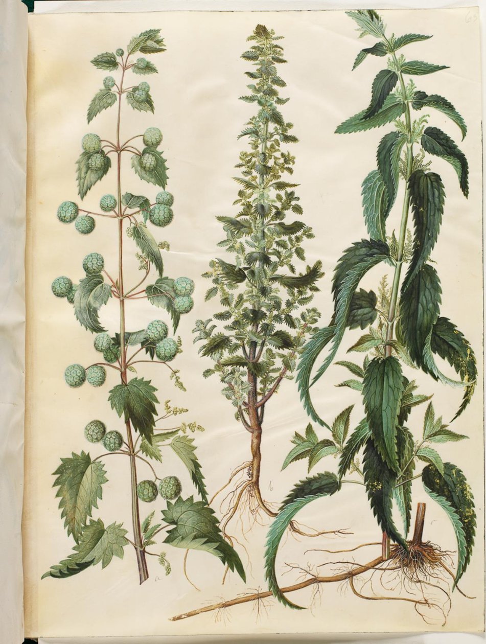 Urtica pilulifera (ortiga romana); Urtica urens (pequeña ortiga); Urtica dioica (gran ortiga) de Hans Simon Holtzbecker