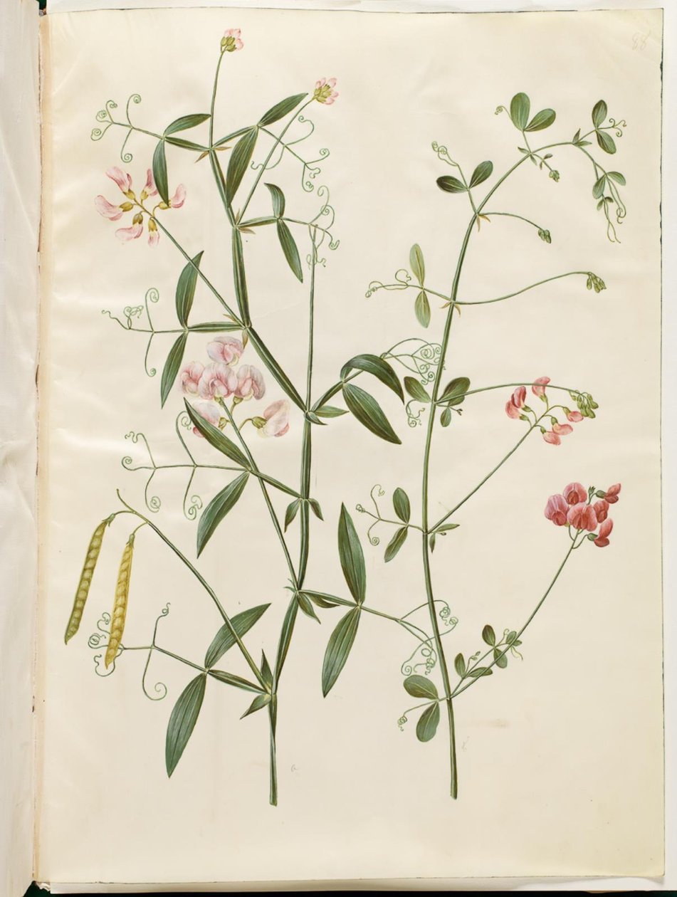 Lathyrus sylvestris; Lathyrus tuberosus de Hans Simon Holtzbecker