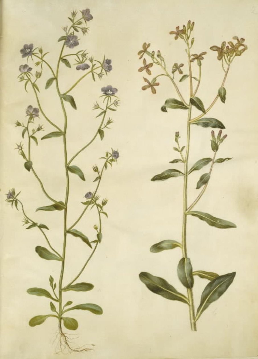 Legousia speculum-veneris (espejo de Venus); Hesperis tristis (violeta nocturna) de Hans Simon Holtzbecker