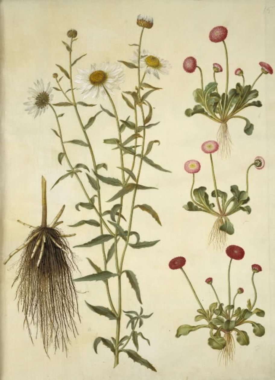 Leucanthemum vulgare (margarita común); Bellis perennis (margarita perenne) de Hans Simon Holtzbecker