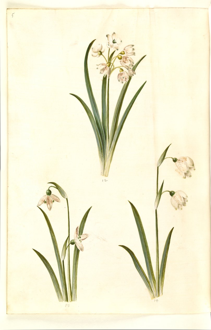 Leucojum aestivum (campanilla de verano); Galanthus nivalis (campanilla de invierno); Leucojum vernum (campanilla de primavera) de Hans Simon Holtzbecker
