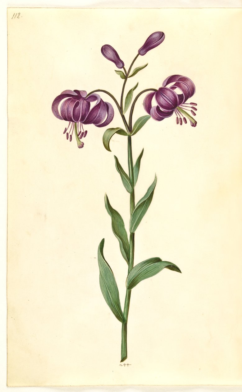 Lilium martagon (lirio de martagón) de Hans Simon Holtzbecker