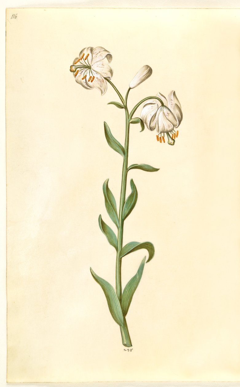 Lilium martagon de Hans Simon Holtzbecker