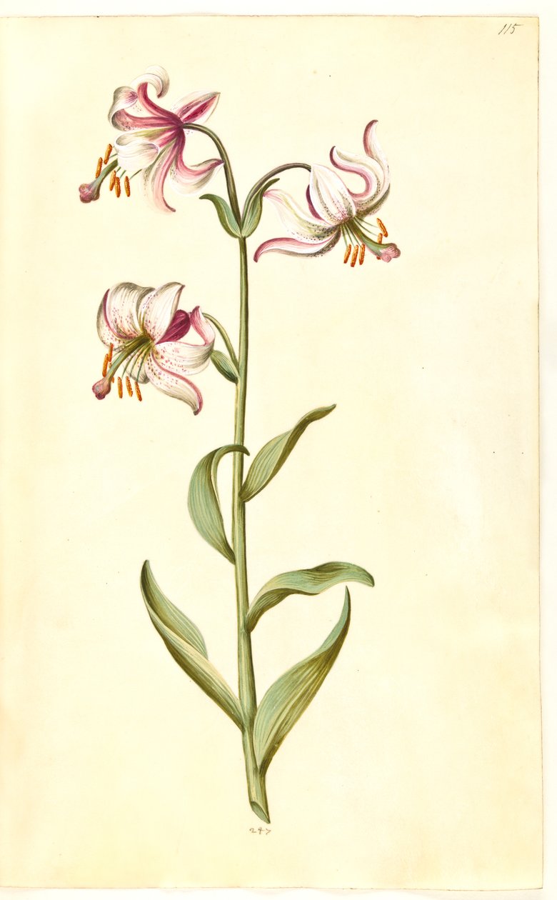 Lilium martagon (krans-lilje) de Hans Simon Holtzbecker