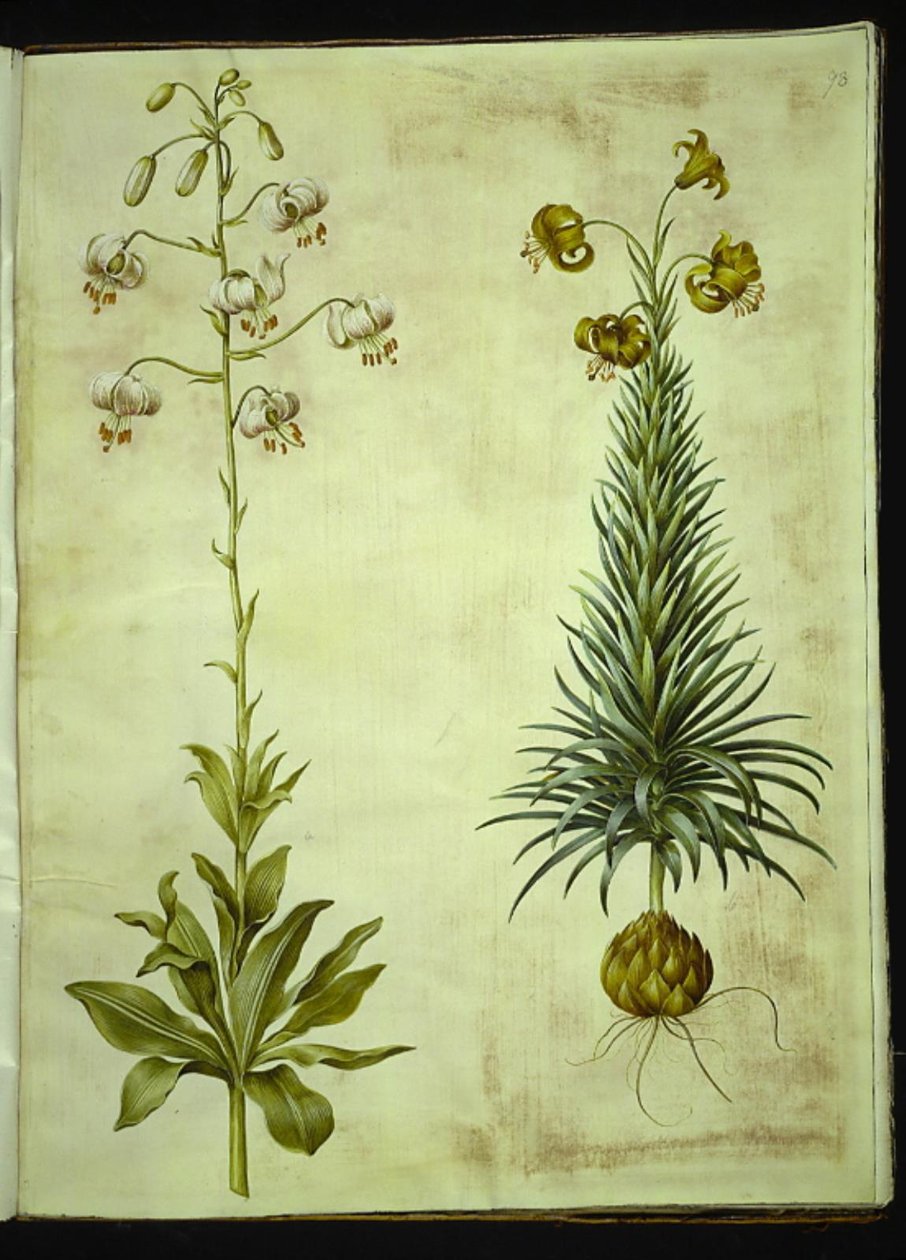 Lilium martagon (lirio martagón); Lilium pyrenaicum (lirio pirenaico) de Hans Simon Holtzbecker