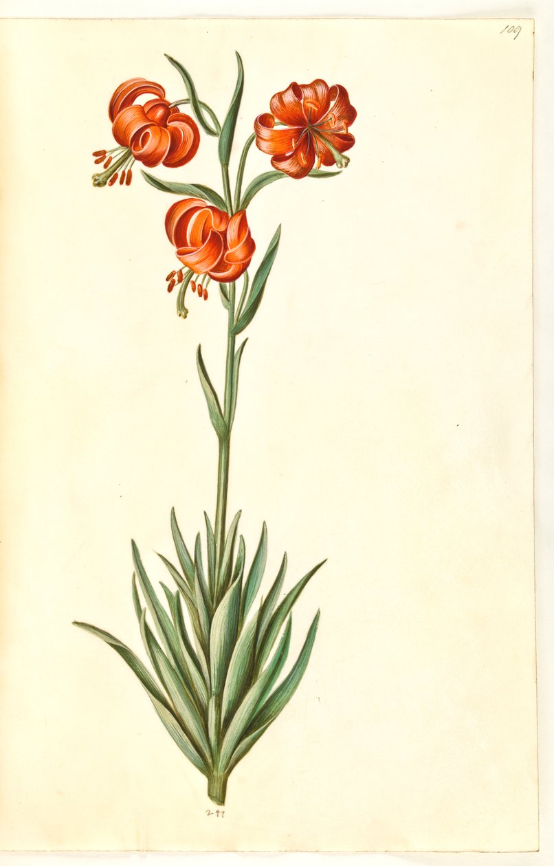Lilium pomponium (lirio pompon) de Hans Simon Holtzbecker