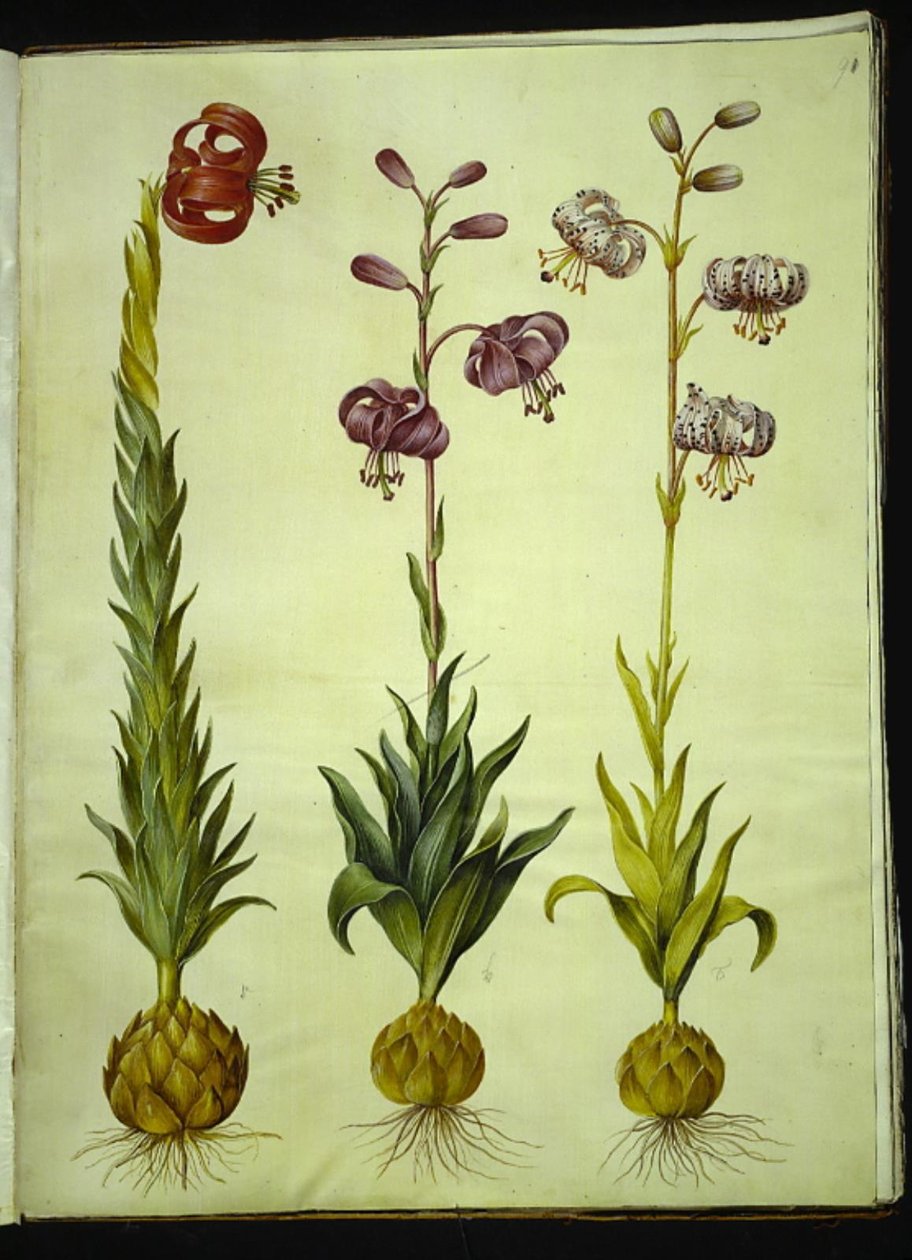 Lilium pomponium (lirio pompon); Lilium martagon (lirio martagón) de Hans Simon Holtzbecker