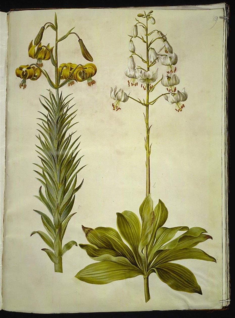Lilium pyrenaicum (lirio pirenaico); Lilium martagon (lirio martagón) de Hans Simon Holtzbecker