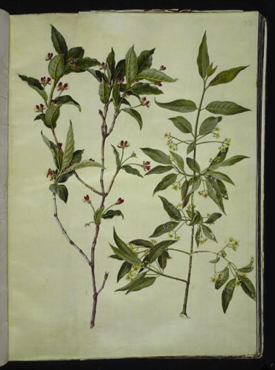 Lonicera alpigena (madreselva alpina); Euonymus europaeus (bonetero común) de Hans Simon Holtzbecker