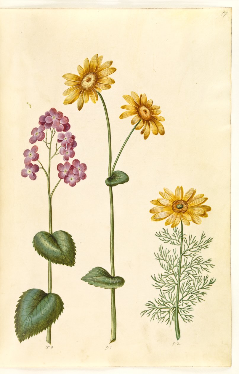 Lunaria annua (monedas de Judas); Doronicum pardalianches (dorónico de hojas de corazón); Adonis vernalis (adonis de primavera) de Hans Simon Holtzbecker
