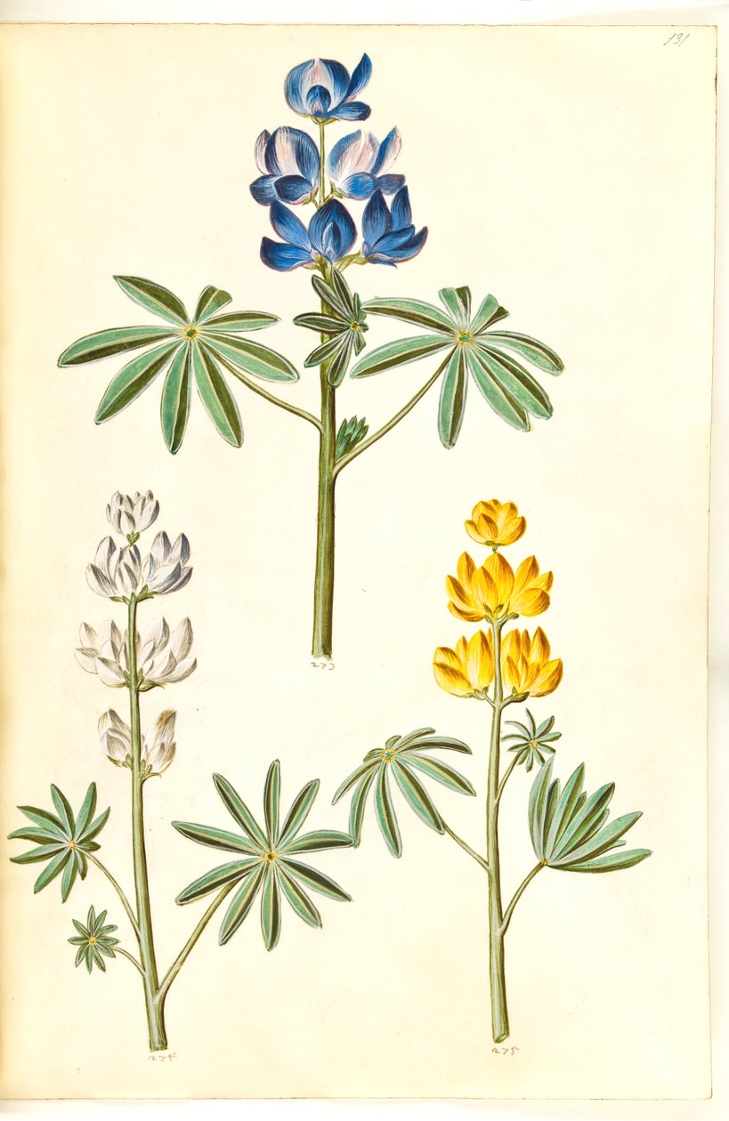 Lupinus pilosus (lupino azul); Lupinus albus (lupino blanco); Lupinus luteus (lupino amarillo) de Hans Simon Holtzbecker