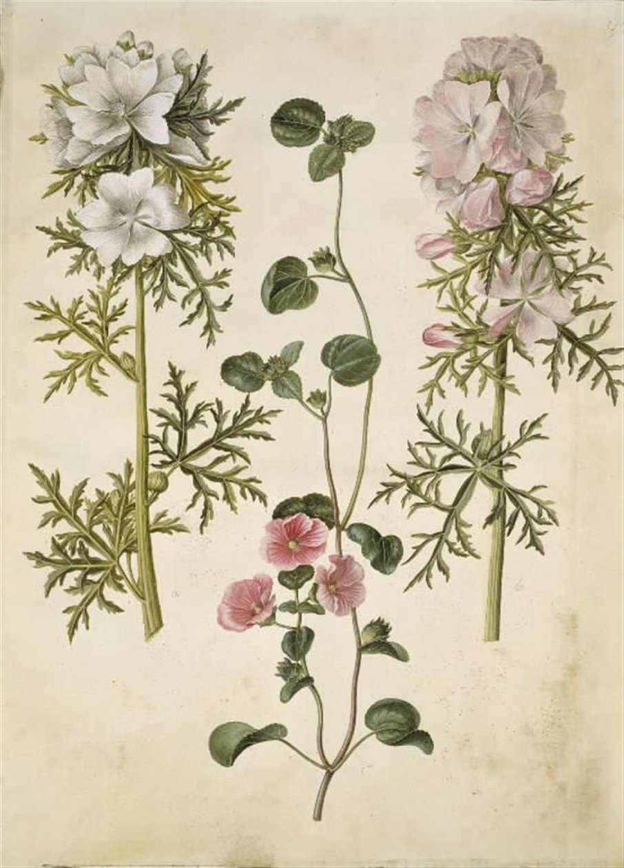 Malva moschata; Malva o Malope (especie de malva o malope) de Hans Simon Holtzbecker