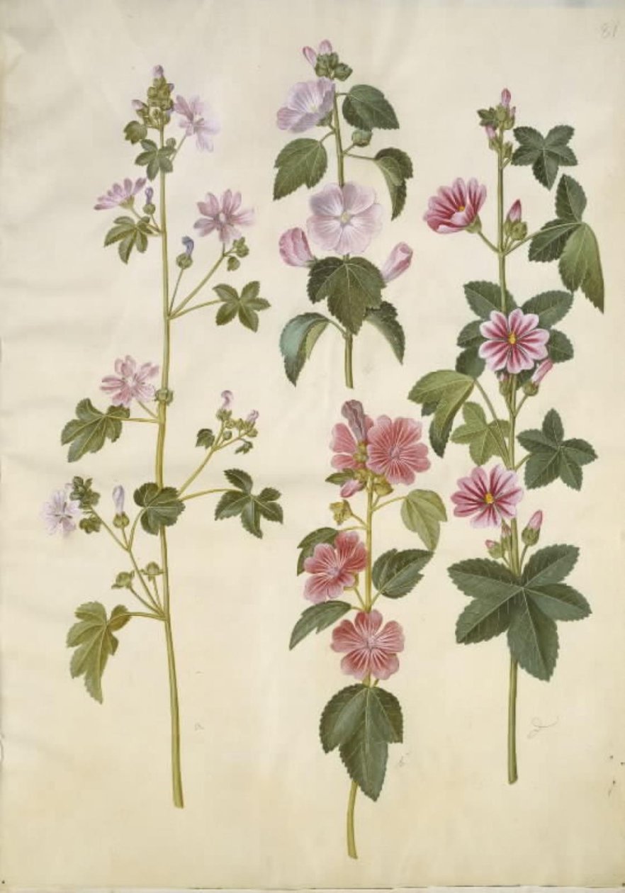 Malva sylvestris (malva común); Lavatera thuringiaca (malva de Thuringia) de Hans Simon Holtzbecker