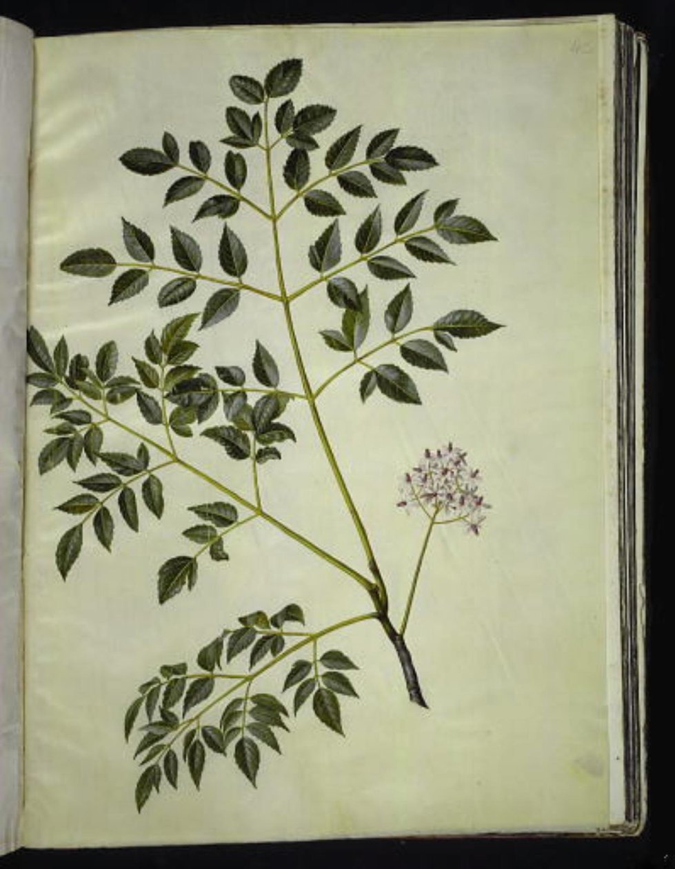 Melia azedarach (árbol paternoster) de Hans Simon Holtzbecker