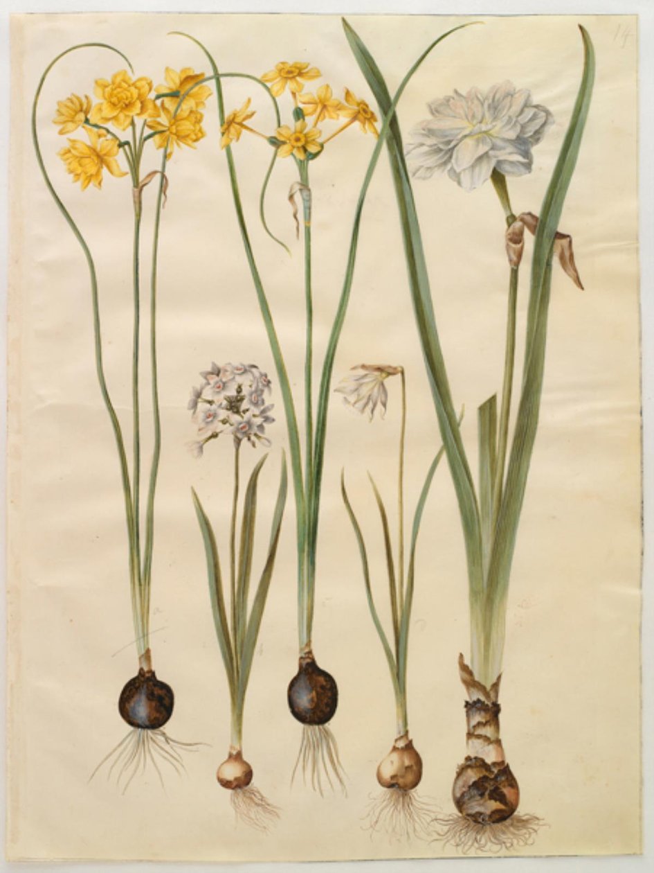 Narcissus jonquilla (siv-narcis); Narcissus tazetta (tazet); Narcissus pseudonarcissus moschatus (moskus-narcis); Narcissus poeticus (pinselilje) de Hans Simon Holtzbecker