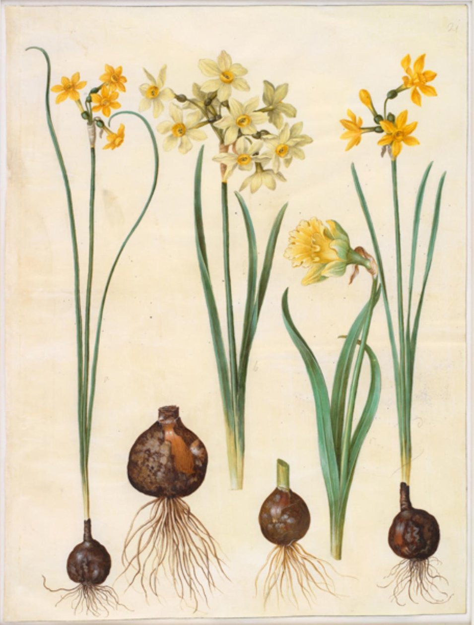 Narcissus jonquilla (narciso junquillo); Narcissus tazetta aureus (narciso dorado); Narcissus pseudonarcissus bicolor (narciso bicolor) de Hans Simon Holtzbecker