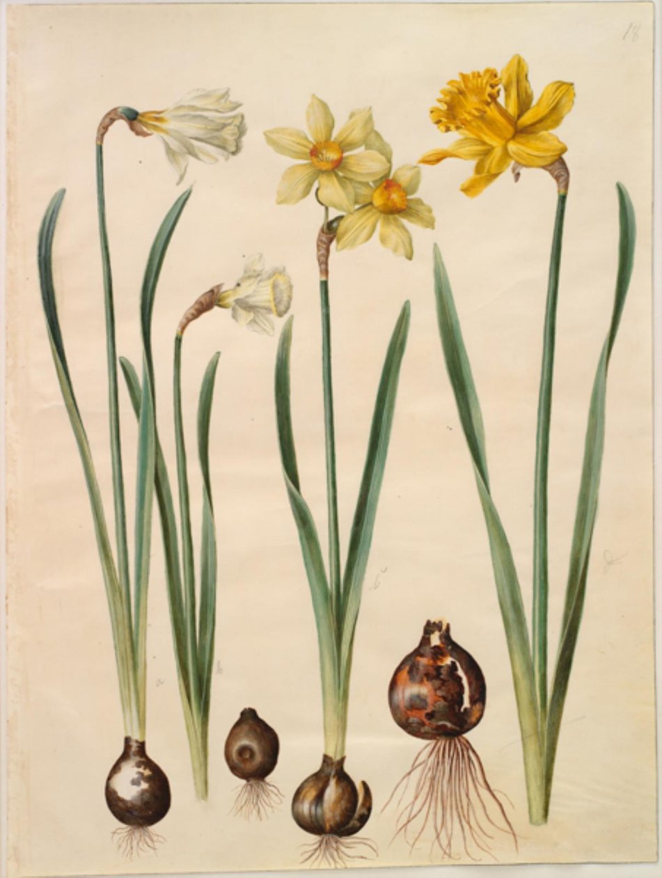 Narcissus pseudonarcissus moschatus (narciso almizclado); Narcissus ×medioluteus (narciso de dos flores); Narcissus pseudonarcissus major (gran narciso) de Hans Simon Holtzbecker