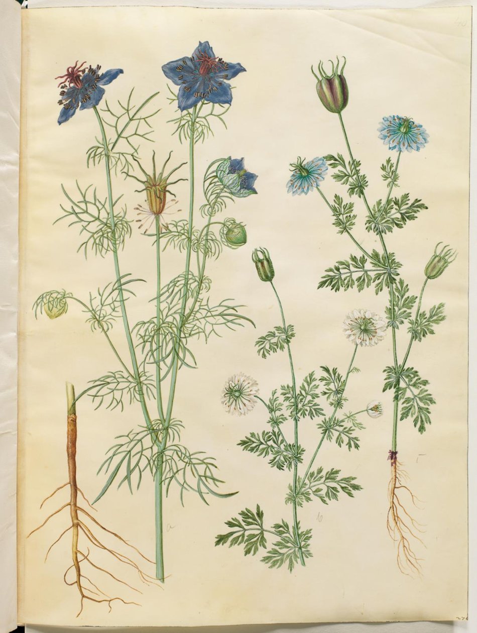 Nigella hispanica (amor en una niebla); Nigella sativa (comino negro) de Hans Simon Holtzbecker