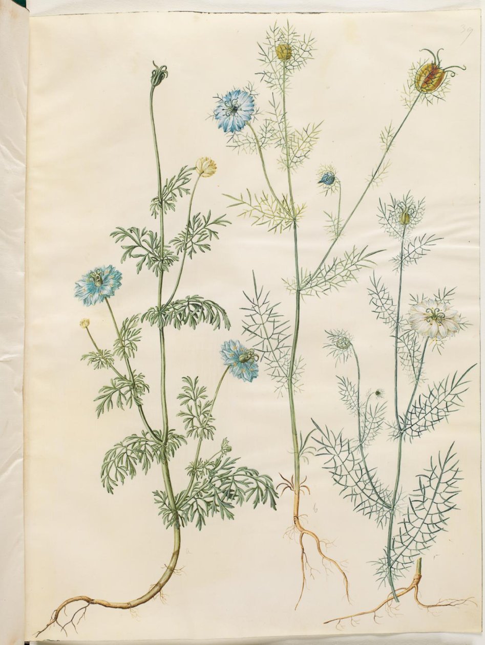 Nigella sativa (comino negro); Nigella damascena (amor en una niebla) de Hans Simon Holtzbecker