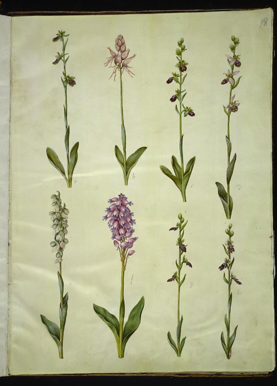 Ophrys apifera u Ophrys sphegodes (orquídea abeja o orquídea temprana); "Orchis simia" (orquídea mono); Ophrys apifera (orquídea abeja); Orchis (orquídea); Orchis militaris (orquídea militar); Ophrys insectifera (orquídea mosca común) de Hans Simon Holtzbecker