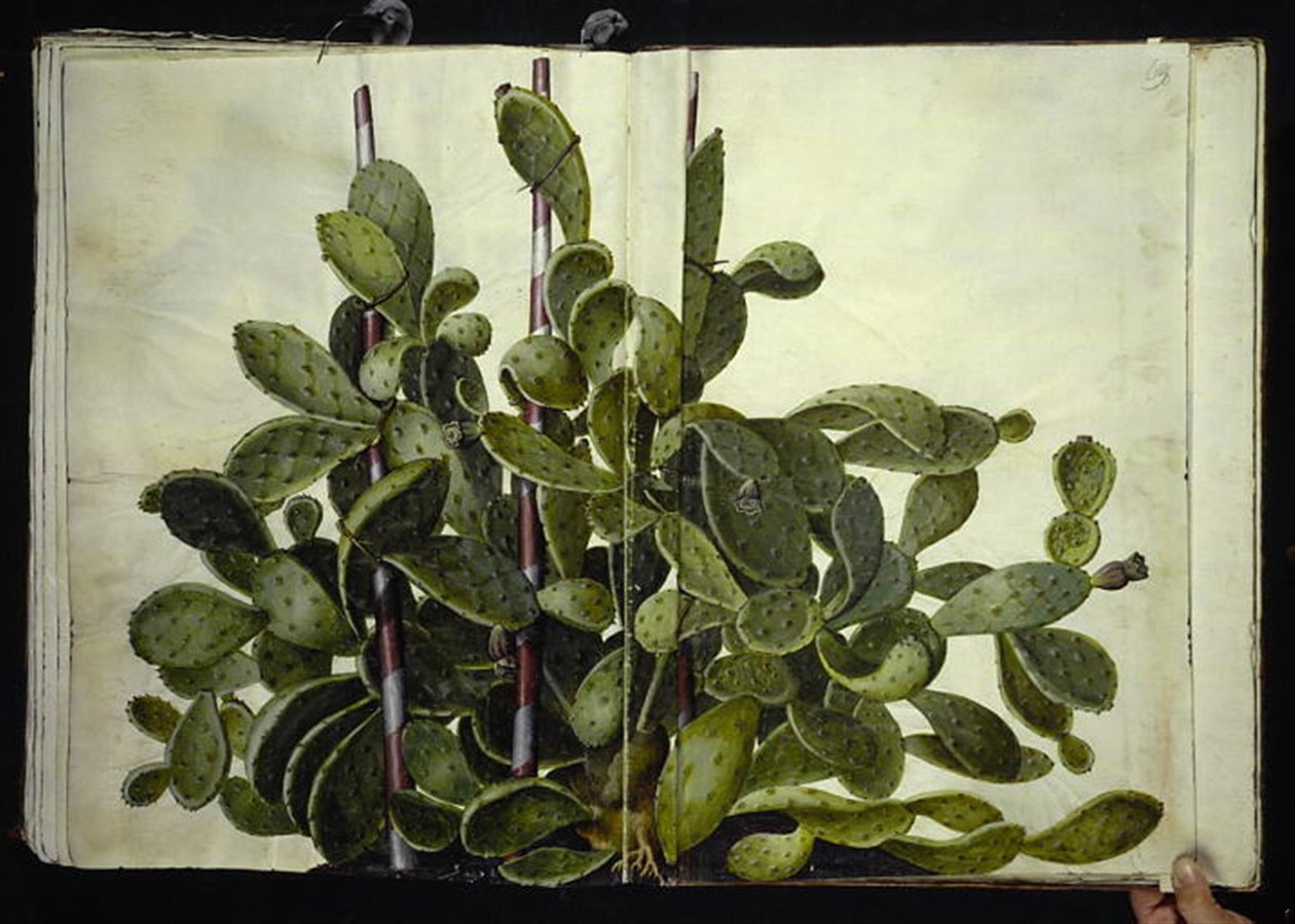 Opuntia ficus-indica, Opuntia humifusa o Opuntia monacantha (especie de cactus higo) de Hans Simon Holtzbecker