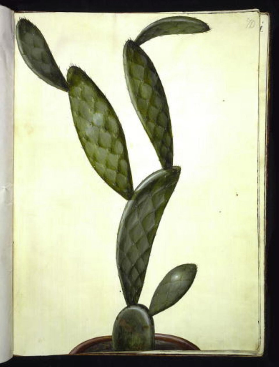 Opuntia monacantha (higo chumbo) de Hans Simon Holtzbecker