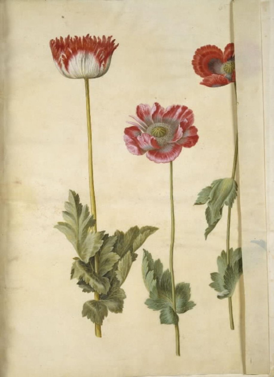 Papaver somniferum (amapola de opio) de Hans Simon Holtzbecker