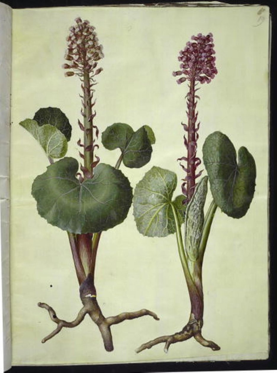 Petasites hybridus (cabeza de caballo roja) de Hans Simon Holtzbecker