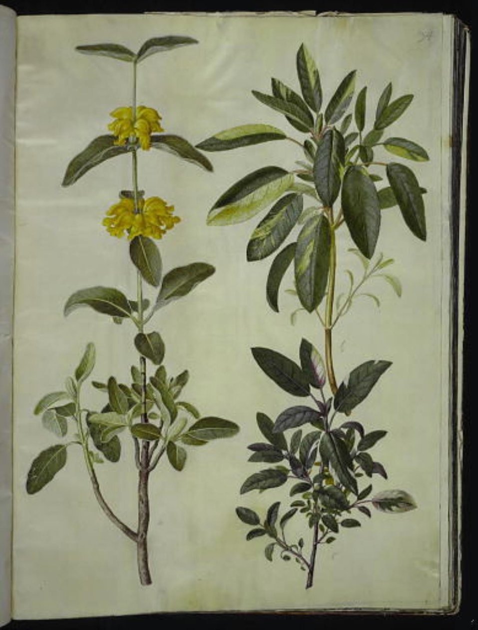 Phlomis fruticosa (cola de león común); Salvia officinalis (salvia común) de Hans Simon Holtzbecker