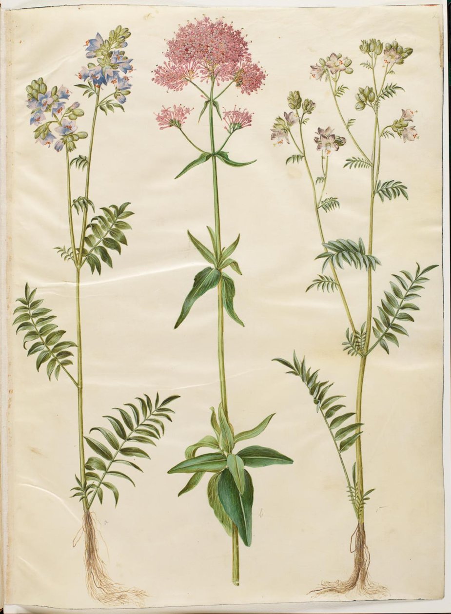 Polemonium caeruleum (jacobaea común); Centranthus ruber (valeriana roja) de Hans Simon Holtzbecker