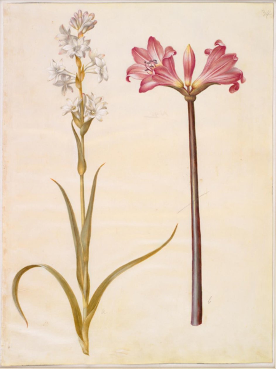 Polianthes tuberosa (tuberosa); Amaryllis belladonna (lirio belladona) de Hans Simon Holtzbecker