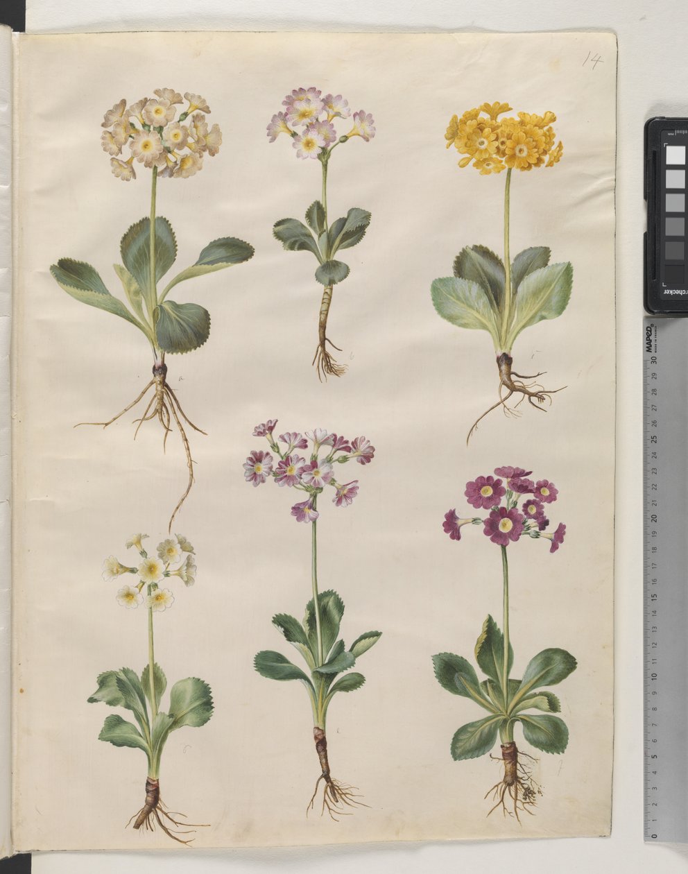 Primula ×pubescens Wulfen (aurícula de jardín) de Hans Simon Holtzbecker