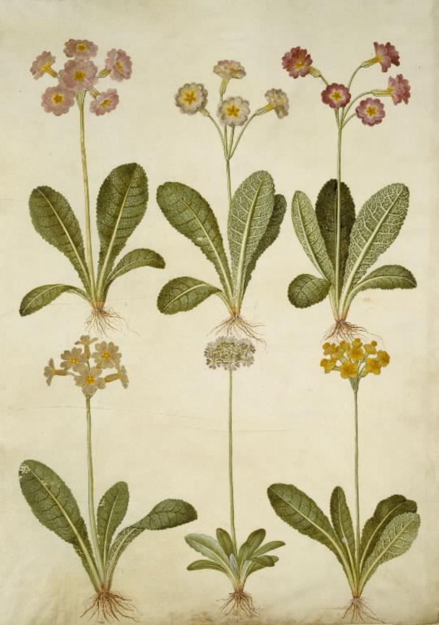 Primula veris (híbrido de prímula); Primula farinosa (prímula harinosa) de Hans Simon Holtzbecker