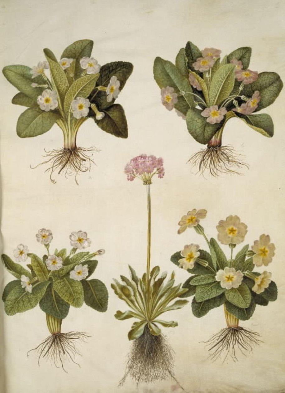Primula vulgaris (híbrido de prímula de flor grande); Primula farinosa (prímula harinosa) de Hans Simon Holtzbecker
