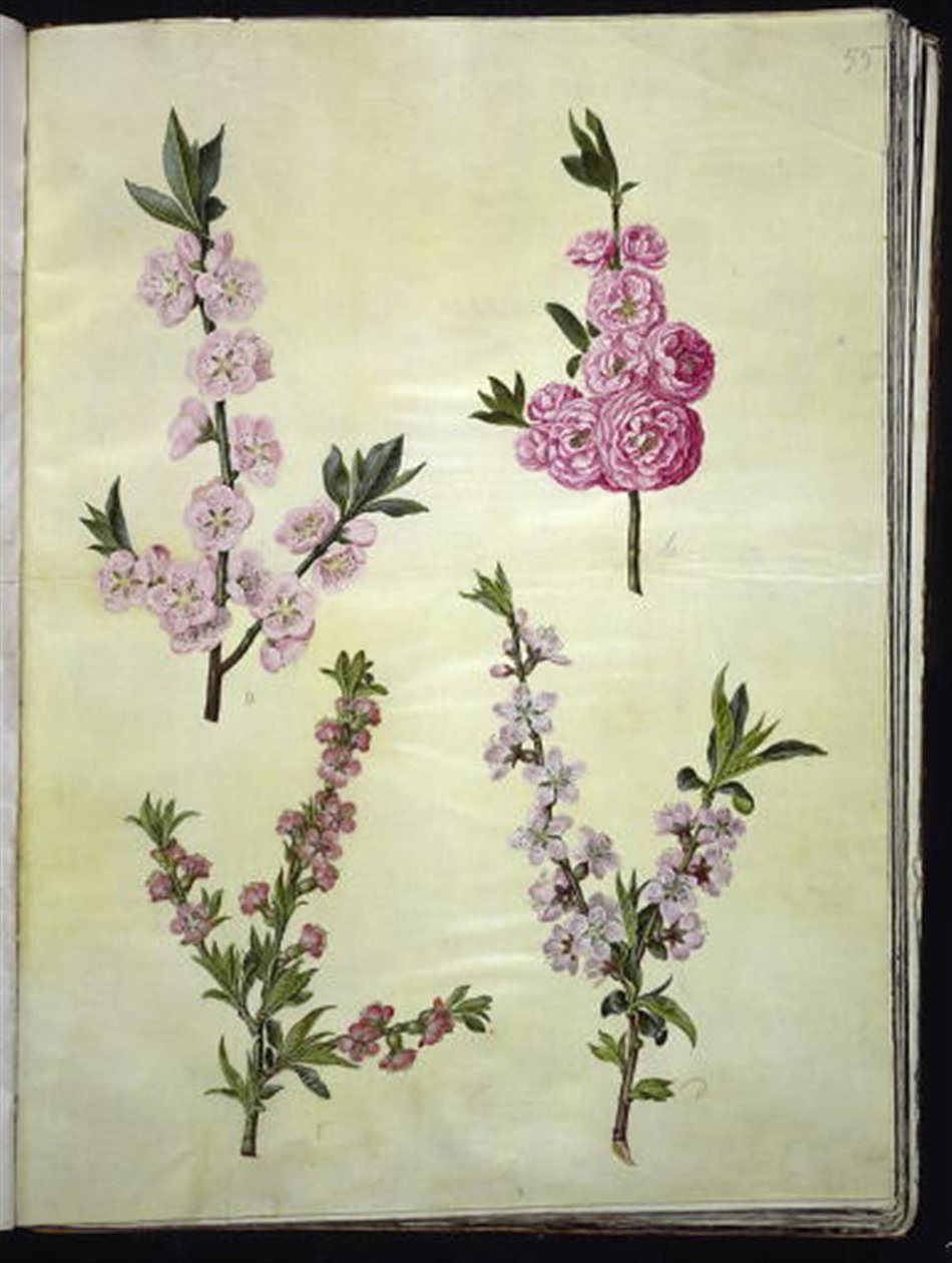 Prunus dulcis (almendra); Prunus persica (melocotón) de Hans Simon Holtzbecker