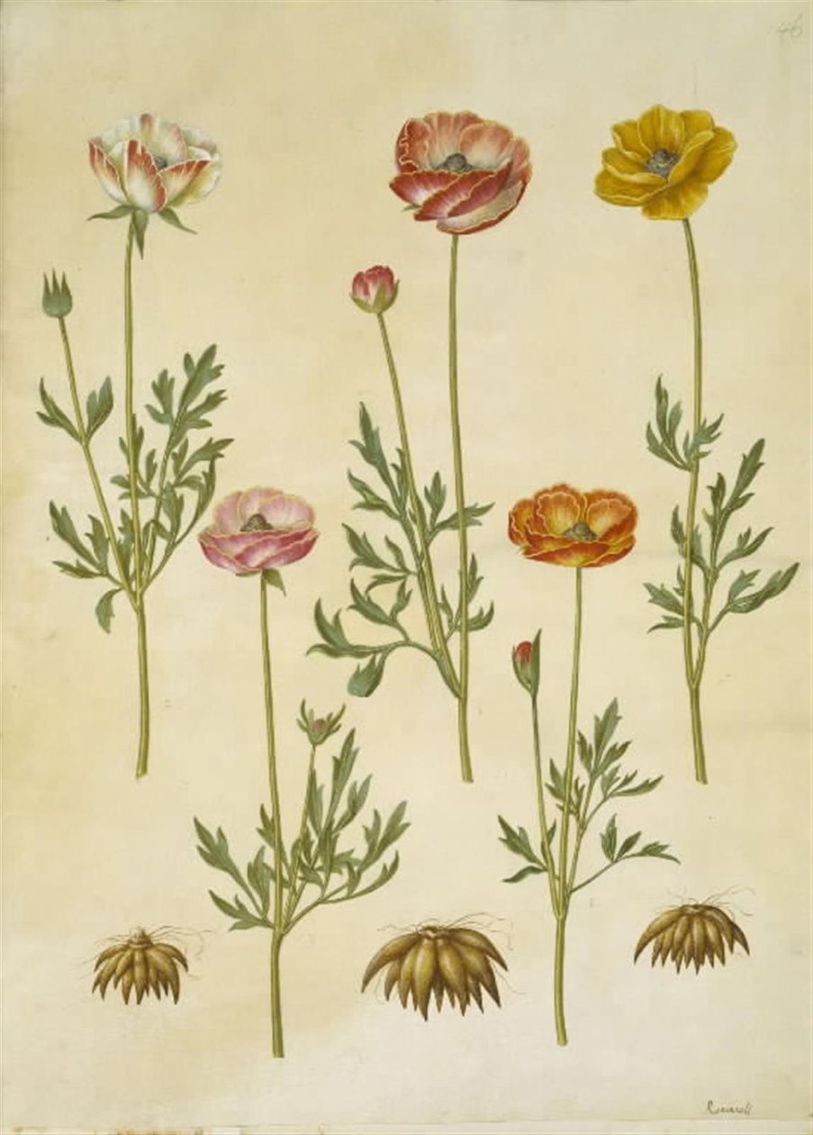 Ranunculus asiaticus de Hans Simon Holtzbecker