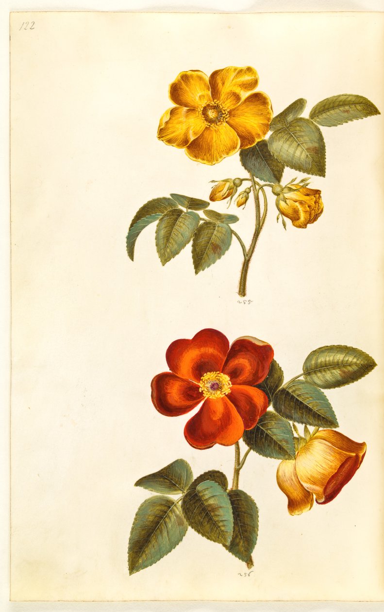 Rosa foetida (rosa amarilla); Rosa foetida (rosa turca) de Hans Simon Holtzbecker