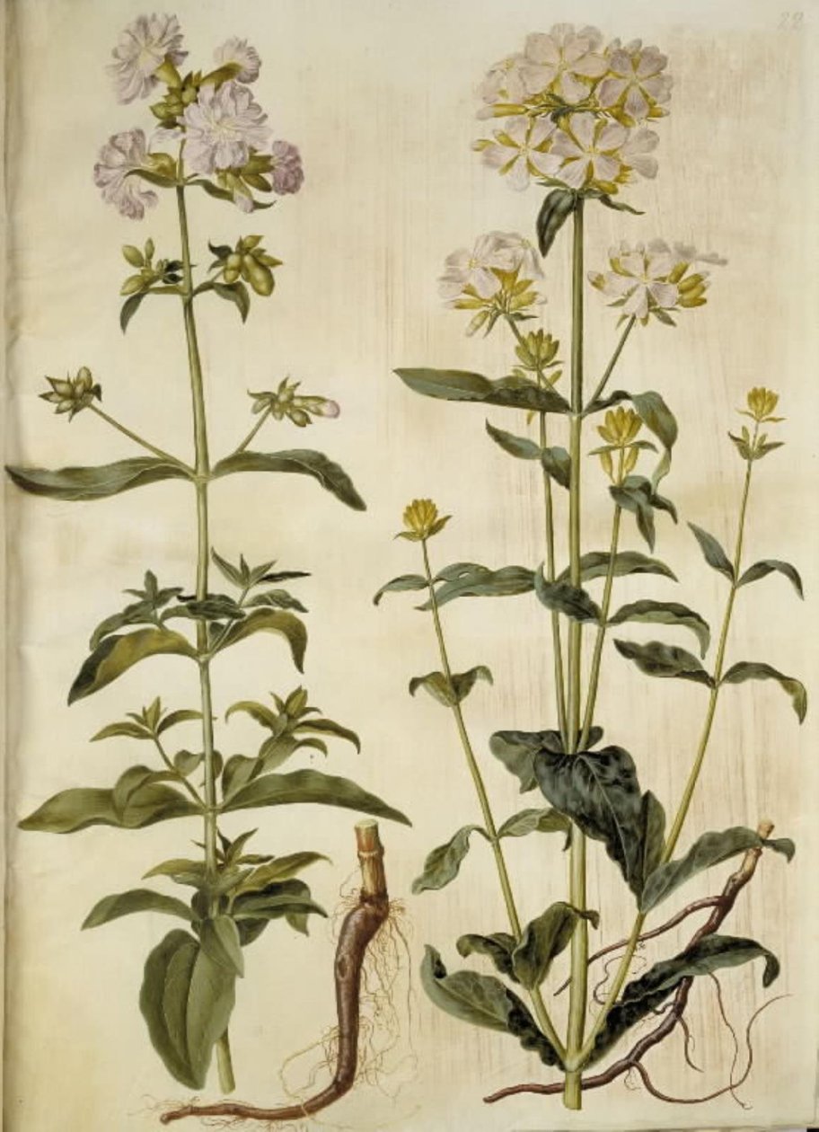 Saponaria officinalis (jabón común) de Hans Simon Holtzbecker