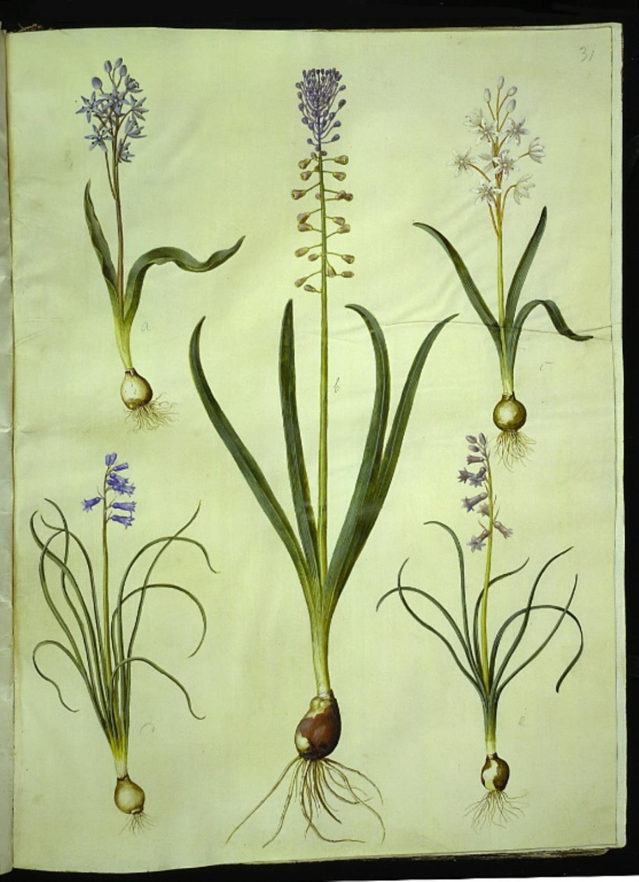 Scilla bifolia (jacinto de dos hojas); Muscari comosum (jacinto de penacho); Brimeura amethystina (jacinto pirenaico) de Hans Simon Holtzbecker