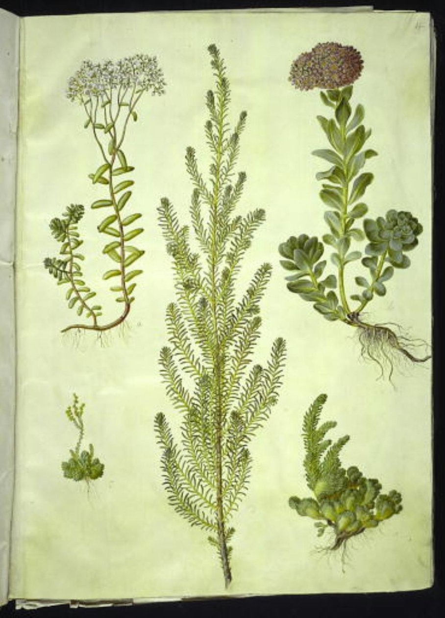 Sedum album (sedum blanco); Sedum anacampseros (sedum de hoja redonda); Sedum (sedum); Suaeda vera (suaeda arbustiva); Sedum rupestre (sedum de montaña) de Hans Simon Holtzbecker