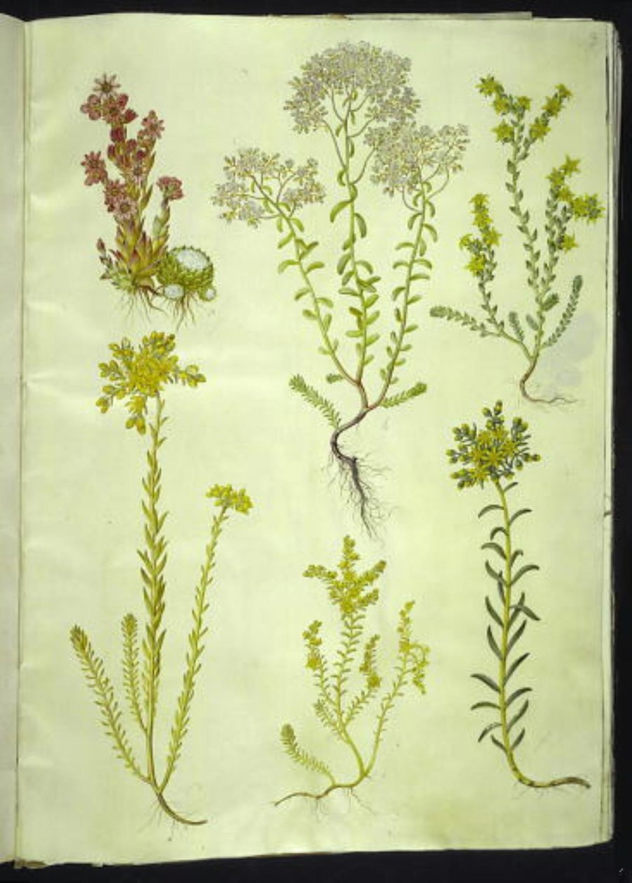 Sempervivum arachnoideum (siempreviva de telaraña); Sedum album (sedo blanco); Sedum acre (sedo mordiente); Sedum rupestre (sedo de roca); Sedum sexangulare (sedo de seis filas) de Hans Simon Holtzbecker